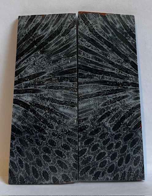 FOSSIL CORAL SCALES             3-1/4 X 1-3/16 X 1/8