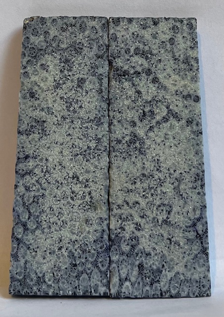 FOSSIL CORAL SCALES             3-5/16 X 1-1/16 X 5/32