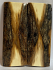  MAMMOTH IVORY SCALES         3-9/16 X 1-7/16 X 1/4 