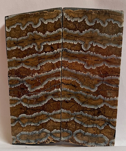 MAMMOTH TOOTH                   4-3/8 X 1-11/16 to 1-3/4 X 1/4