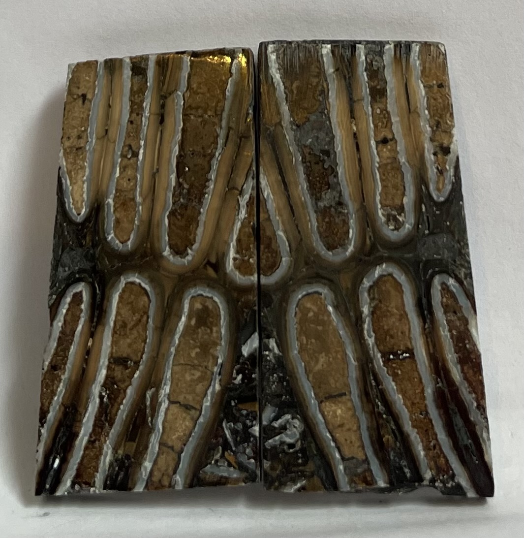MAMMOTH TOOTH                 1-7/8 X 7/8 X 1/8