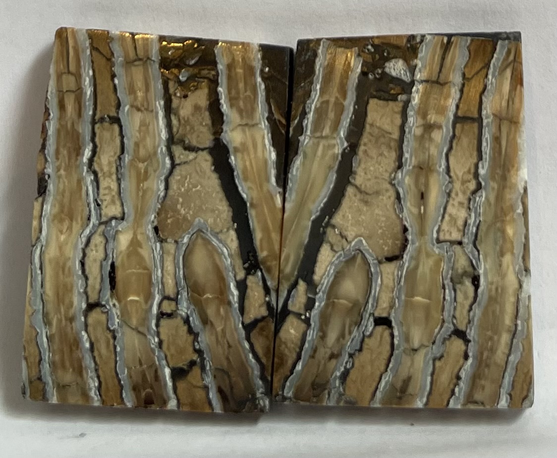MAMMOTH TOOTH                 1-5/8 X 1-1/8 X 1/8