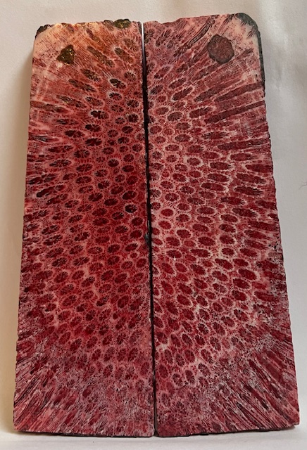 FOSSIL CORAL SCALES               5 X 1-7/16 to 1-1/2 X 3/16