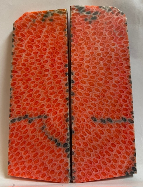 FOSSIL CORAL SCALES              4-5/8 X 1-5/16 to 1-5/8 X 3/16