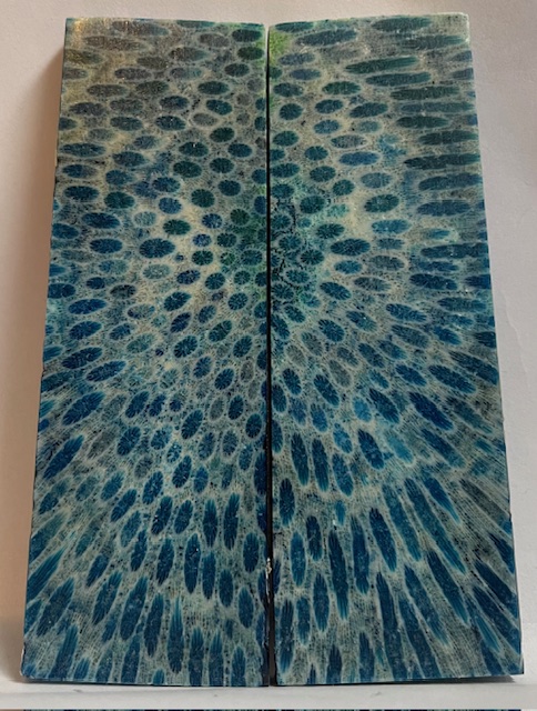 FOSSIL CORAL SCALES             4-1/2 X 1-7/16 to 1-1/2 X 3/16