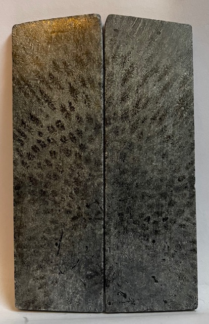 FOSSIL CORAL SCALES             4-1/2 X 1-3/8 X 1/8