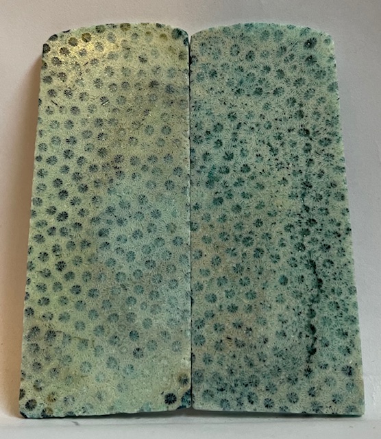 FOSSIL CORAL SCALES             3-13/16 X 1-9/16 X 1/8
