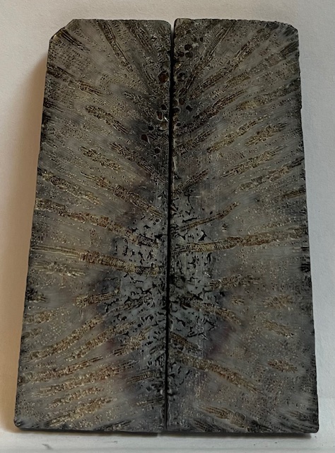 FOSSIL CORAL SCALES             3-5/8 X 1-1/8 X 1/8