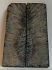 FOSSIL CORAL SCALES             3-5/8 X 1-1/8 X 1/8