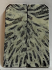 FOSSIL CORAL SCALES             3-3/8 X 1-3/16 X 1/8