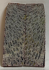FOSSIL CORAL SCALES             3-1/16 X 15/16 X 1/8