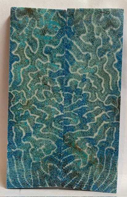 FOSSIL CORAL SCALES               5-9/16 X 1-3/4 X 1/4
