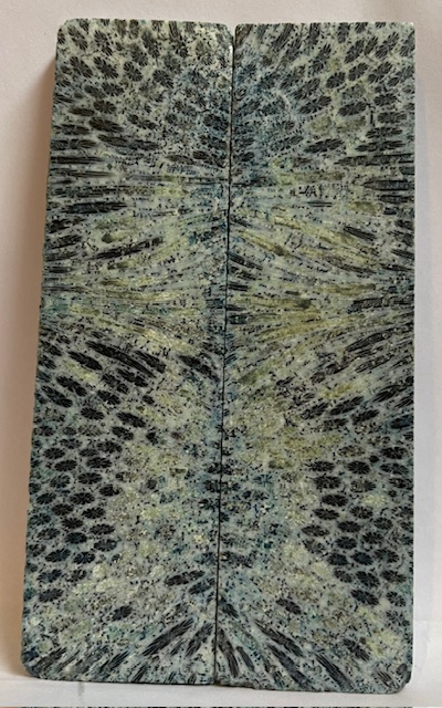 FOSSIL CORAL SCALES               5 X 1-3/8 X 7/32