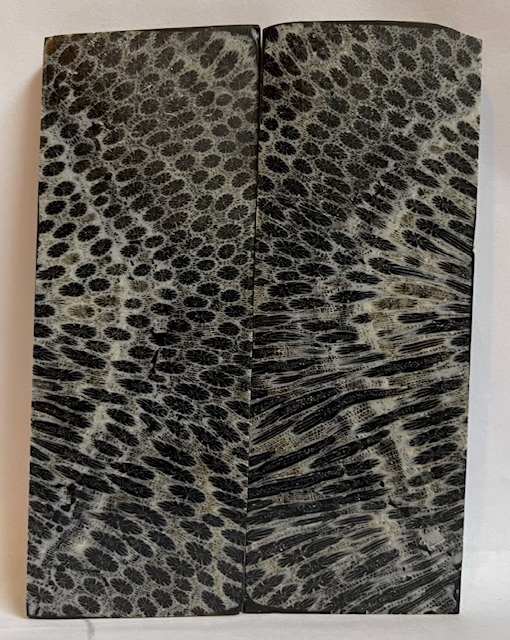 FOSSIL CORAL SCALES             4-3/8 X 1-5/8 X 1/4