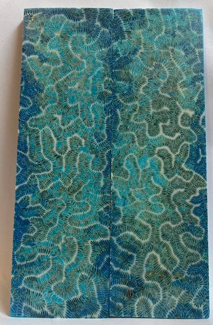 FOSSIL CORAL SCALES           5-15/16 X 1-3/4 X 3/16