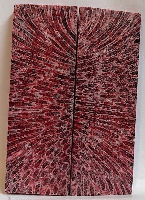 FOSSIL CORAL SCALES           4-3/8 X 1-1/2 X 3/16