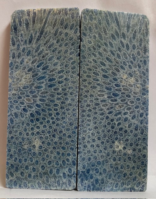 FOSSIL CORAL SCALES              4-13/16 X 1-13/16 X 3/16