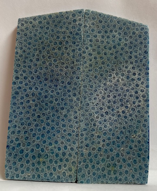 FOSSIL CORAL SCALES              4-1/4 tapers X 1-3/4 X 1/4