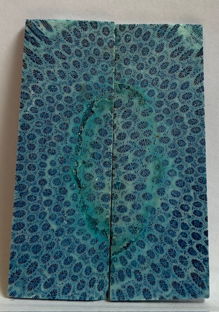 FOSSIL CORAL SCALES            3-3/8 X 1-1/8 X 1/16