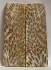FOSSIL CORAL SCALES              4-3/16 X 1-5/16 X 3/16