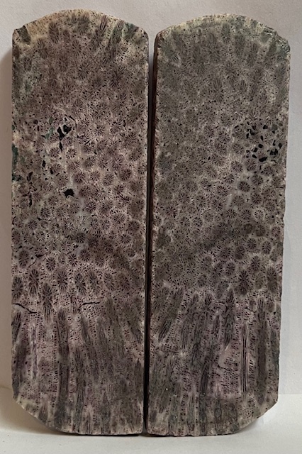 FOSSIL CORAL SCALES             3-7/8 tapers X 1-3/8 X 3/16