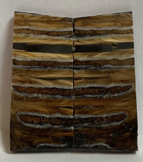 MAMMOTH TOOTH              2-3/8 X 1-1/8 X 1/8