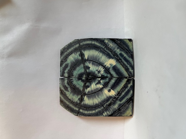END GRAIN CUT MAMMOTH IVORY              3-1/4 X 1-5/16 to 1-5/8 X 1/16
