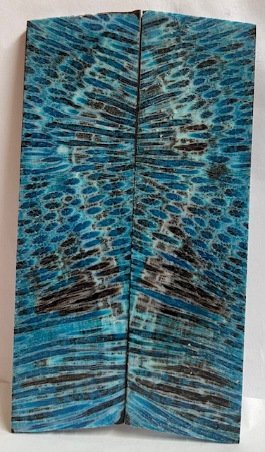 FOSSIL CORAL SCALES             5-5/16 X 1-7/16 X 1/8