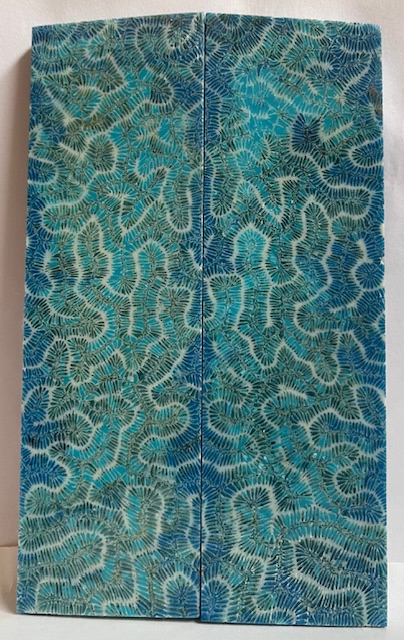 FOSSIL CORAL SCALES             5-3/4 X 1-3/4 X 1/4