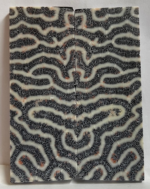 FOSSIL CORAL SCALES           3-7/8 X 1-1/2 X 3/16
