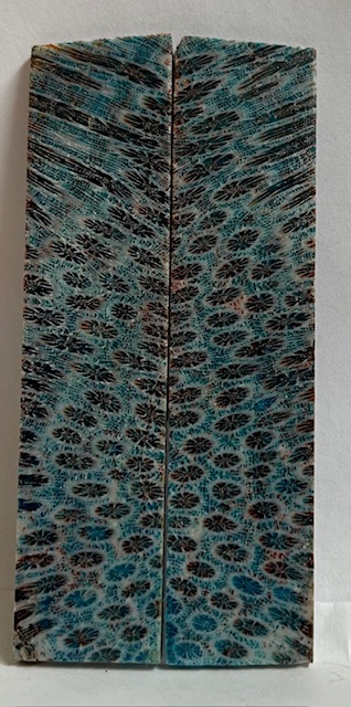 FOSSIL CORAL SCALES          3-5/8 X 13/16 X 1/16