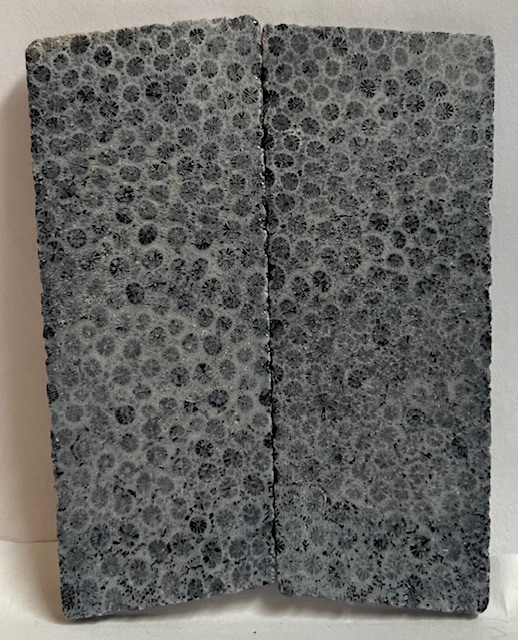 FOSSIL CORAL SCALES          3-1/8 X 1-1/8 X 1/16