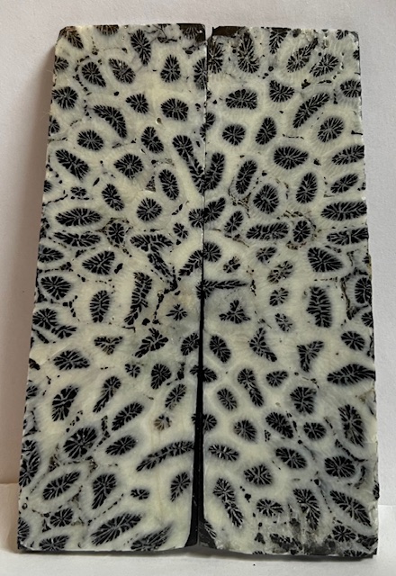 FOSSIL CORAL SCALES          3-3/4 X 1-1/8 X 1/8