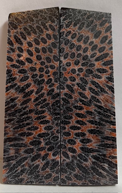FOSSIL CORAL SCALES          3-5/8 X 1-1/8 X 1/8