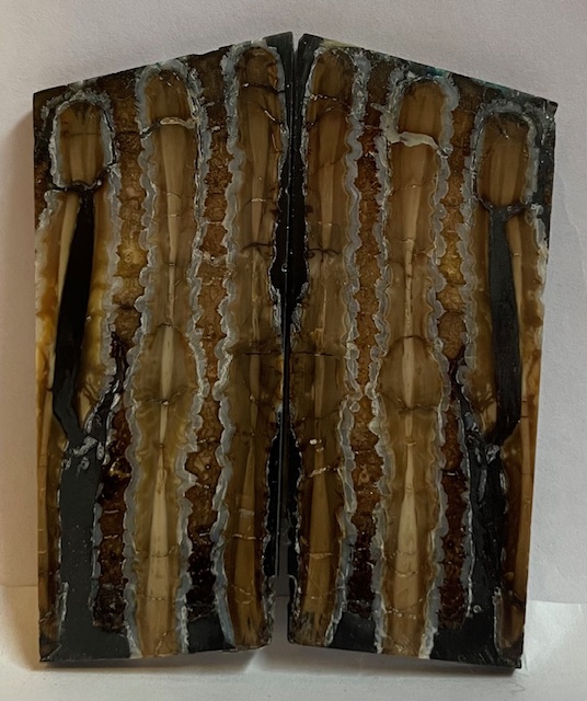 MAMMOTH TOOTH             2-15/16 tapers X 1-3/16 X 1/8