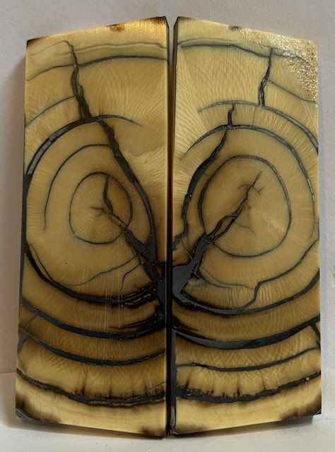 END GRAIN CUT MAMMOTH IVORY             2-3/4 X 1-1/16 X 1/8 