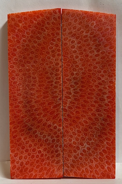 FOSSIL CORAL SCALES               4-7/8 X 1-1/2 X 1/4