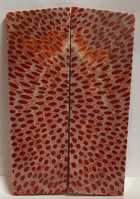 FOSSIL CORAL SCALES             4-1/4 X 1-1/4 to 1-3/8 X 1/16
