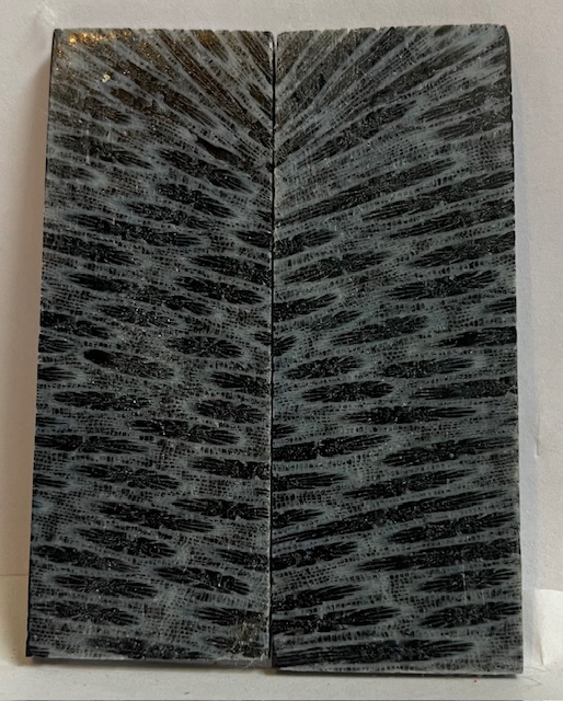 FOSSIL CORAL SCALES            3 X 1-1/8 X 1/8