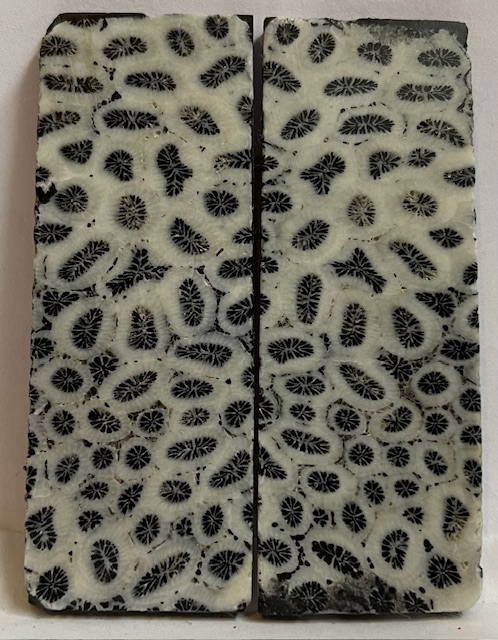 FOSSIL CORAL SCALES         3-1/16 X 1-1/8 X 1/8