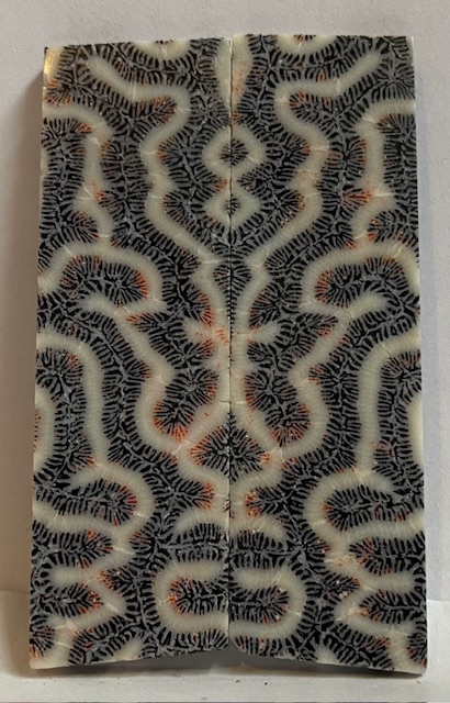 FOSSIL CORAL SCALES         2-15/16 X 7/8 X 1/8