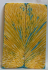 FOSSIL CORAL SCALES              5-1/8 X 1-11/16 X 3/16