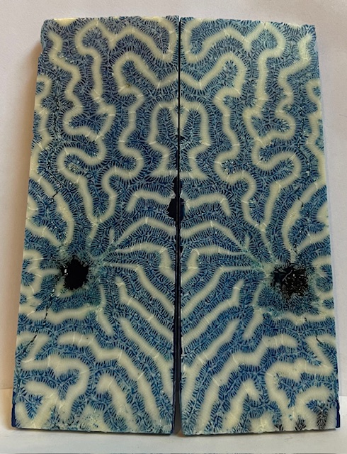 FOSSIL CORAL SCALES             4-1/2 X 1-9/16 X 1/8