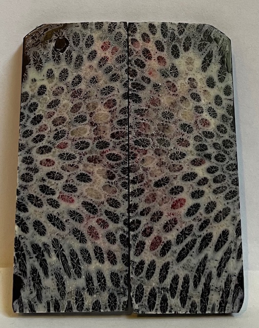 FOSSIL CORAL SCALES             3 X 1-1/8 X 1/8
