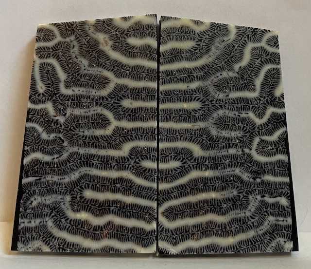 FOSSIL CORAL SCALES            2-13/16 X 1-9/16 X 1/4