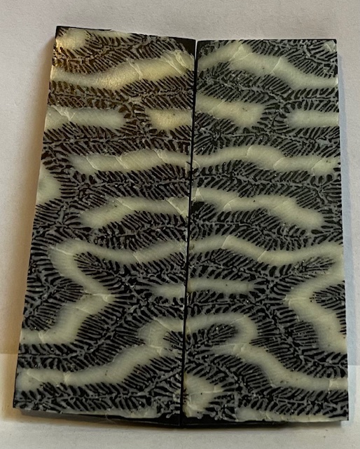 FOSSIL CORAL SCALES            2-9/16 X 1 X 1/8