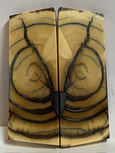 END GRAIN CUT MAMMOTH IVORY      2-3/4 X 1-1/16 X 1/8