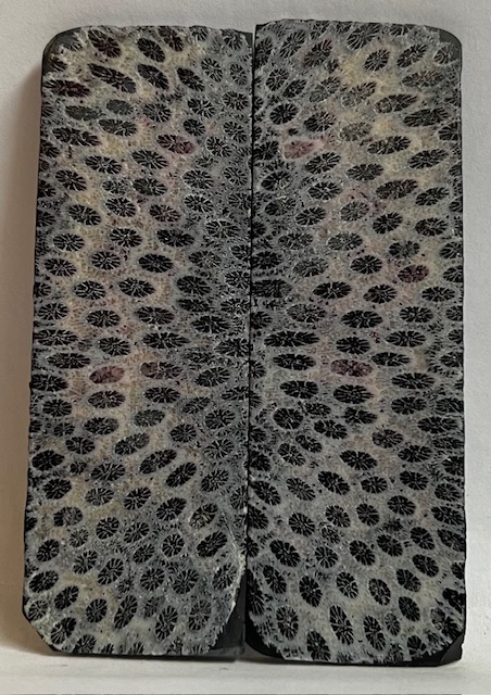 FOSSIL CORAL SCALES              3-1/8 X 1-1/16 X 1/16
