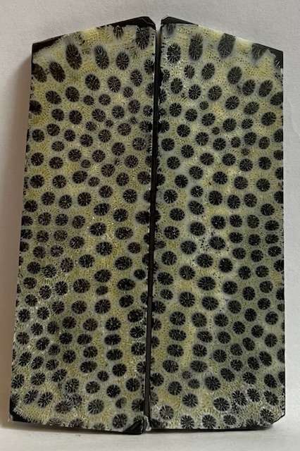 FOSSIL CORAL SCALES              3 tapers X 1 X 1/8