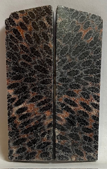 FOSSIL CORAL SCALES            2-3/4 X 13/16 to 7/8 X 1/16